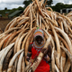A member of the Massai tribe stands next to piles of ivory to be burned in Nairobi National park.